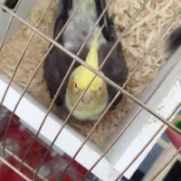 عروس هلندی نر