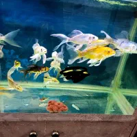 تعدادی کوی سوپرباله چرم