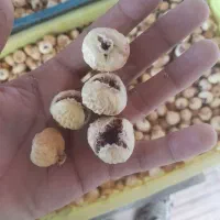 گل محمدی و انجیر   (ضایعات )|خوردنی و آشامیدنی|شیراز, گل سرخ|دیوار
