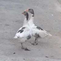 غازنر