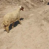 بره ماده دجیجه