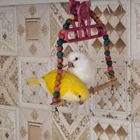 راهب