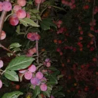 فروش رب آلوچه ترش جنگل شمال|خوردنی و آشامیدنی|قم, قلعه کامکار|دیوار