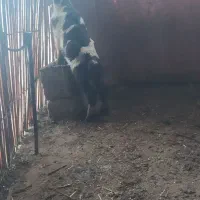 یک عدد بره شیری ماده خوش رنگ|حیوانات مزرعه|شوش, |دیوار