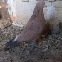 کبوتر کله هندی