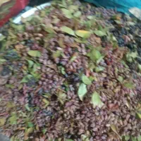 زرشک خشک و تر کوهی|خوردنی و آشامیدنی|شیراز, گلستان|دیوار