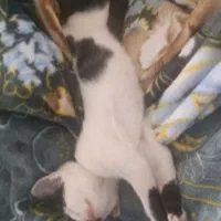 گربه گم شده