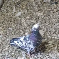 کبوتر نر|پرنده|کرمانشاه, |دیوار