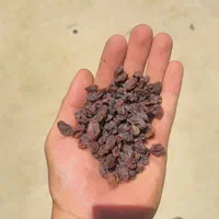 مویز کشمش بش خلار(شیرازی)|خوردنی و آشامیدنی|شیراز, قصرالدشت|دیوار