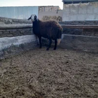 بره بذری تیزران وبزجوان|حیوانات مزرعه|نیشابور, ریوند|دیوار