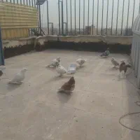 تعدادی کبوتر قریب گیری پرشی به قیمت مناسب فروشی