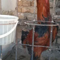 خروس لاری|حیوانات مزرعه|محلات, |دیوار