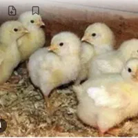 کارگر مرغداری گوشتی در لرستان