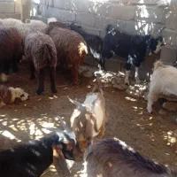 ده راس بره چاق پروار|حیوانات مزرعه|لنده, |دیوار