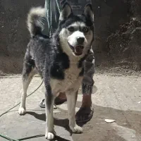 سگ هاسکی نر