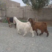 سلام  ۶تا بزغاله نروماده قیمت مناسب دونه ۵۸۰۰