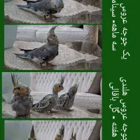 فروش چهار جوجه عروس هلندی