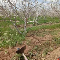 علف زنی باغ و زمین زعفران با دستگاه