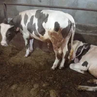 کارگر دامداری|استخدام صنعتی، فنی، مهندسی|اردبیل, |دیوار