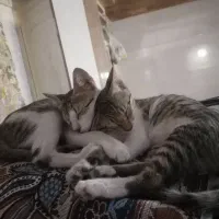 دوعدد بچه گربه اهلی|گربه|بندرعباس, |دیوار