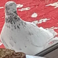 کبوتر گمشده|حیوانات|رشت, کوی حسینی|دیوار