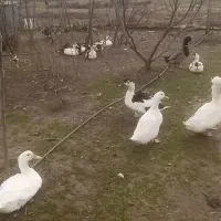 اردک محلی بالغ وتخمگذار