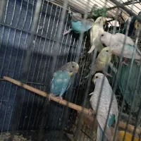 مرغ عشق