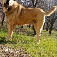 سگ عراقی