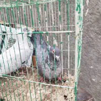 کبوتر موشی|پرنده|چناران, |دیوار