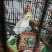 حراج جوجه و بالغ عروس هلندی