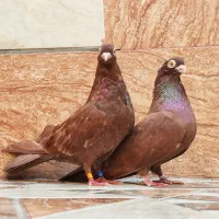 صرب ماده تسو و نر کوزوو بند۳