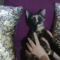 گربه ی خونگی dsh