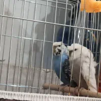 مرغ عشق پروانه ای