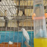 قناری نر و ماده