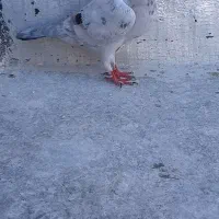 کفتر ماده هفرنگ خطی قزوینی