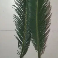 شاخه سیکاس برای گل فروشی و مجالسی