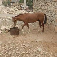 اسب|حیوانات مزرعه|سورنا, |دیوار