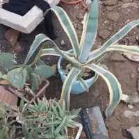 گل و کاکتوس یکجا و به صورت تکی به فروش میرسد|گل و گیاه طبیعی|خوی, |دیوار