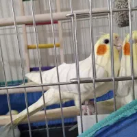 عروس هلندی