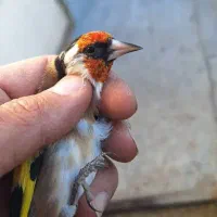 سهره|پرنده|قیدار, |دیوار