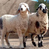 دوتا بره چاق