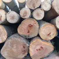 چوب چنار