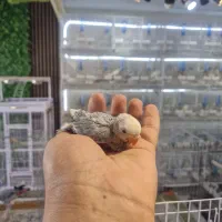 سرلاکی برزیلی|پرنده|قشم, |دیوار