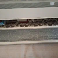 گاز تکنو سالم و تمیز|اجاق گاز و لوازم برقی پخت‌وپز|تهران, وحیدیه|دیوار