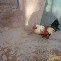 دوخروس بزرگ مناسب سربریدن وداشت|حیوانات مزرعه|نهاوند, |دیوار