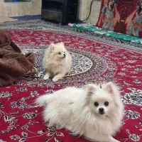 پامرانین نباتی|سگ|مشهد, کوی المهدی|دیوار