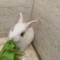 خرگوش