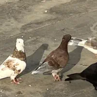 ۷ تا کبوتر همه با هم ۲۲۰۰ ارسالم دارم