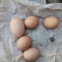 مرغ تخمگزار