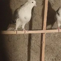 کفتر یا کبوتر پرشی|پرنده|قرچک, شهرک گلها|دیوار